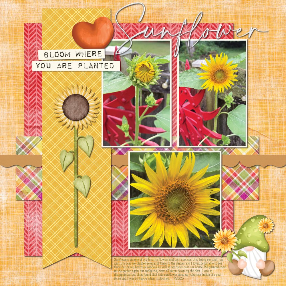 Sunflower, Finally 7-25-25