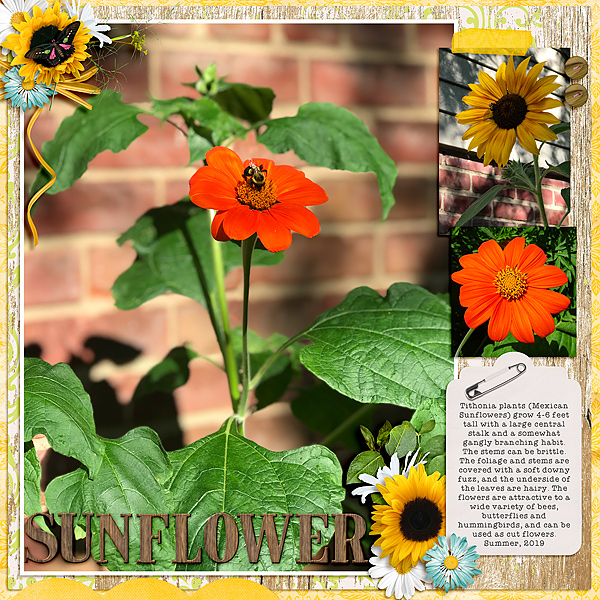 Sunflower Garden
