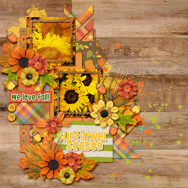 sunflower season