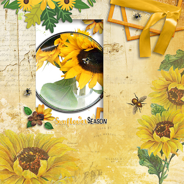 Sunflower Season