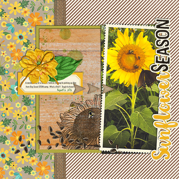 Sunflower Season