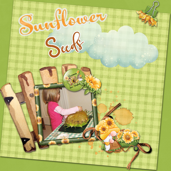 Sunflower Seeds