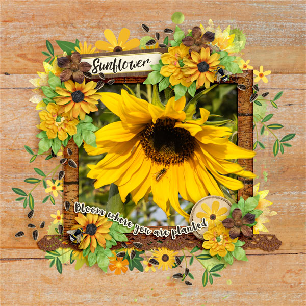 Sunflower