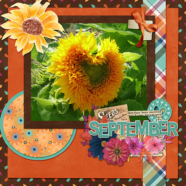 Sunflower