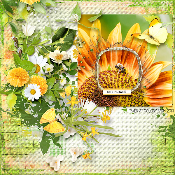 Sunflower