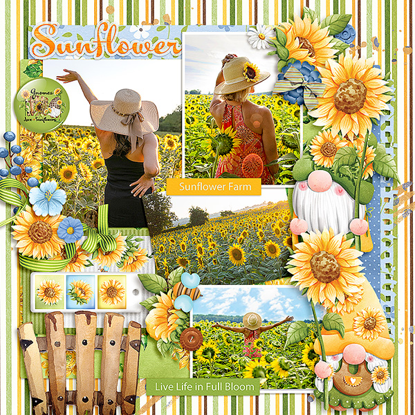 Sunflower
