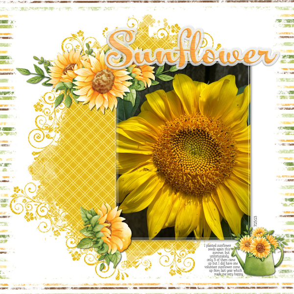 Sunflower