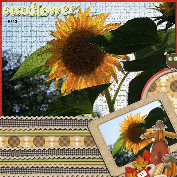 Sunflower