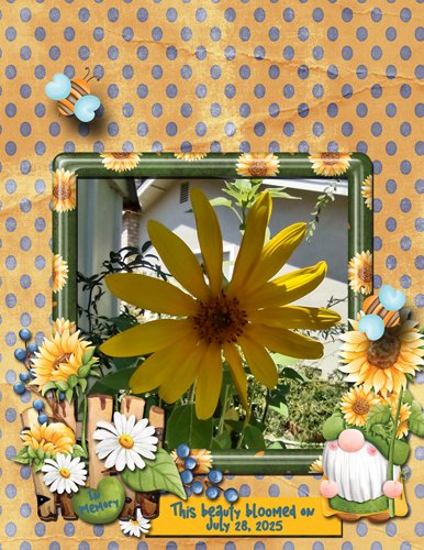 Sunflower