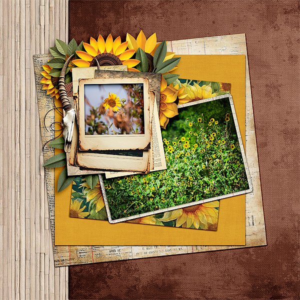 Sunflower2_web.jpg