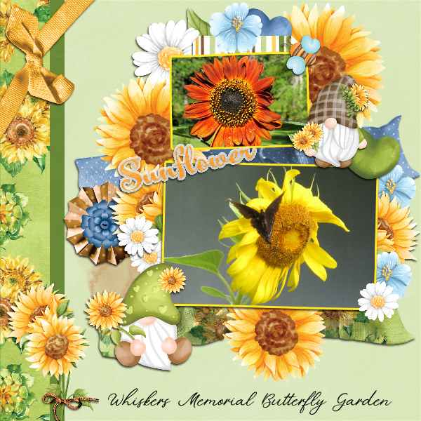 Sunflowers August DD