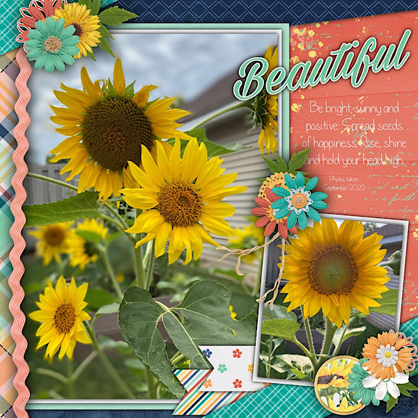 Sunflowers in Garden