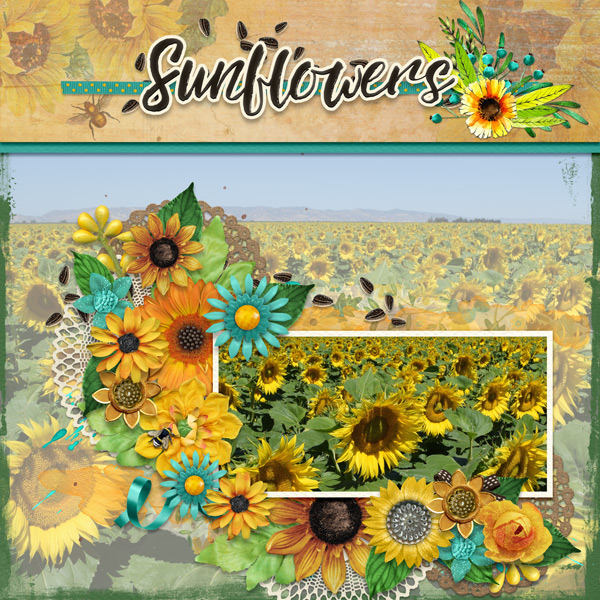 sunflowers