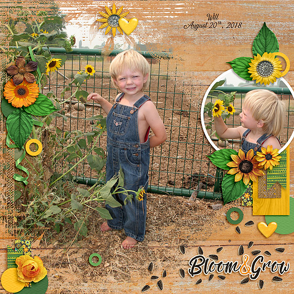 Sunflowers