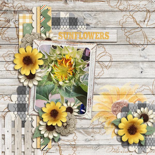 Sunflowers