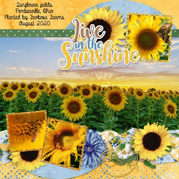 Sunflowers