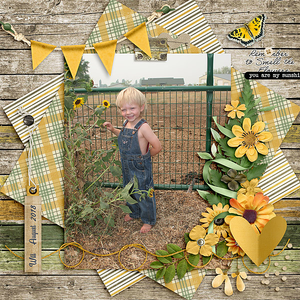 Sunflowers