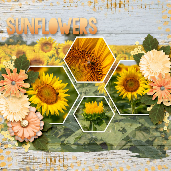 Sunflowers
