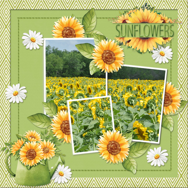 SUNFLOWERS