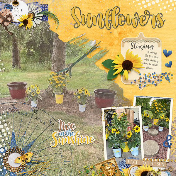 Sunflowers