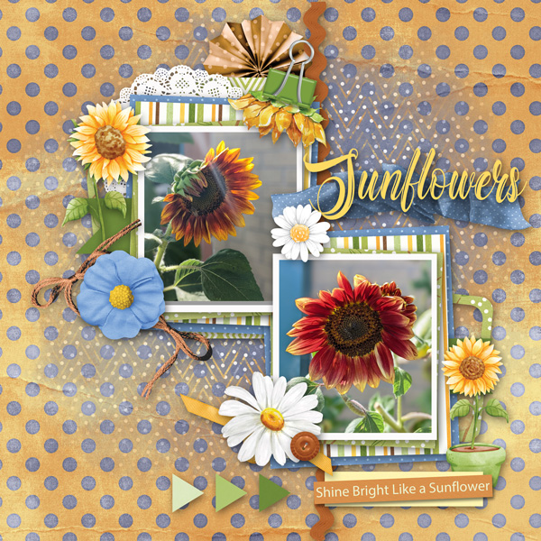 Sunflowers