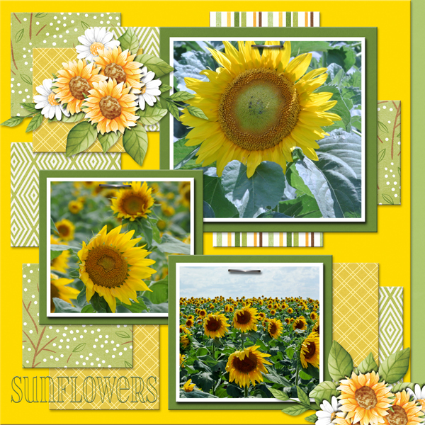 Sunflowers