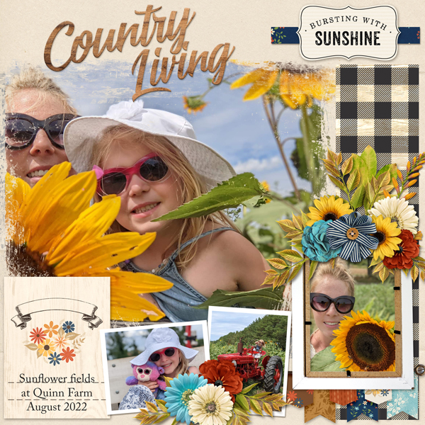 sunflowers