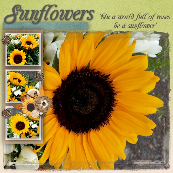sunflowers20