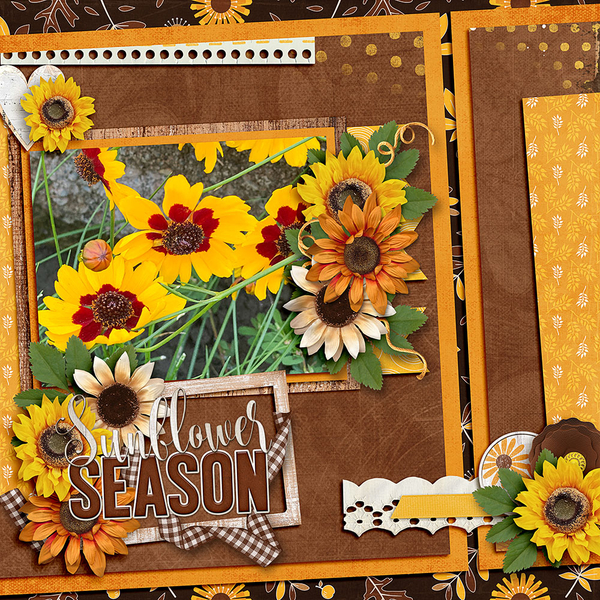 Sunflowers24