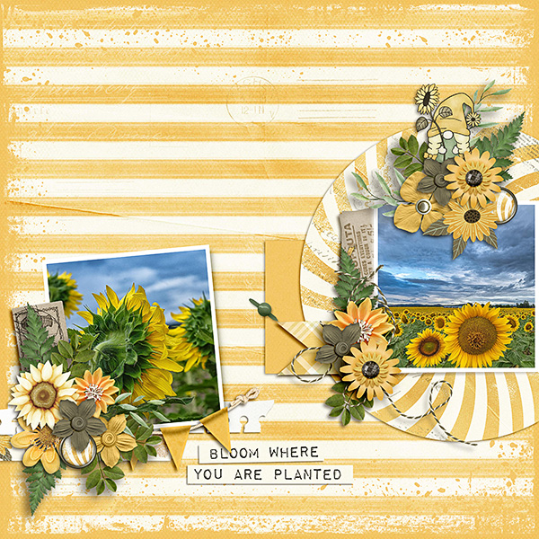 Sunflowers28