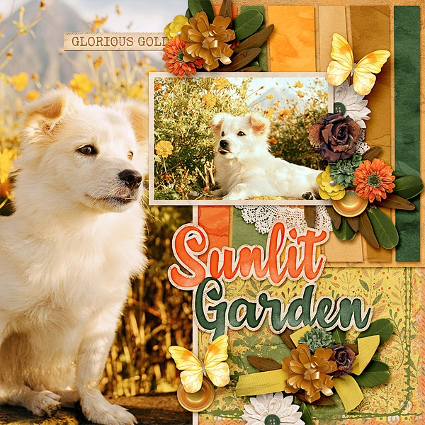 Sunlit Garden