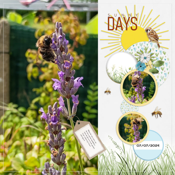 Sunny Days , beetime
