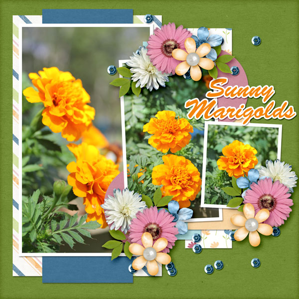Sunny Marigolds