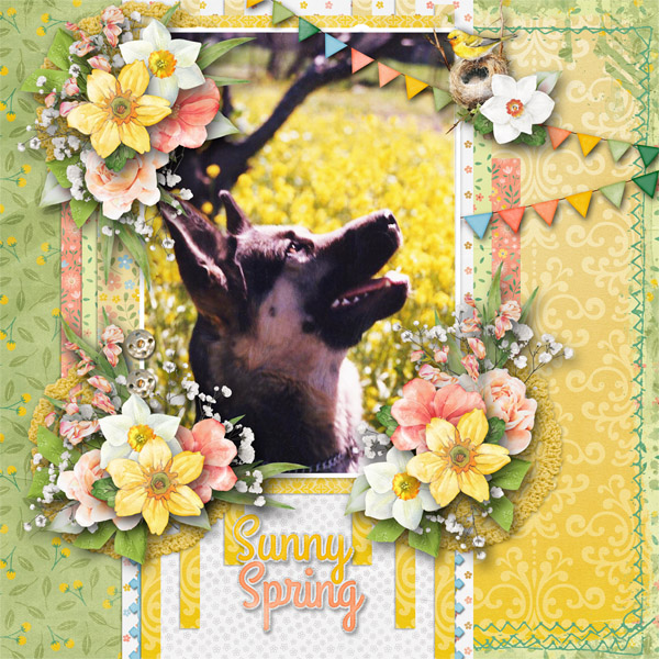 Sunny Spring