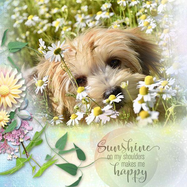 Sunshine