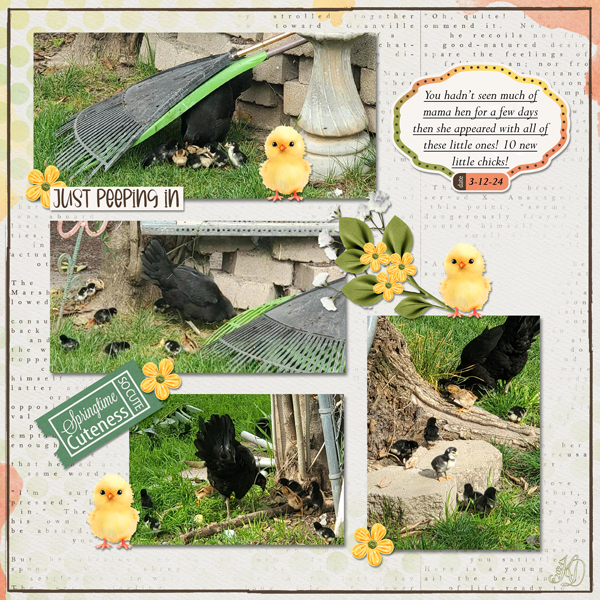 Surprise Chicks