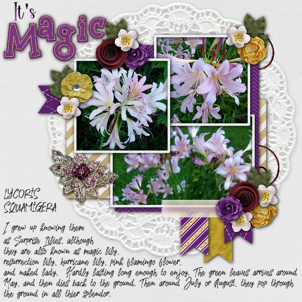 Surprise Lilies
