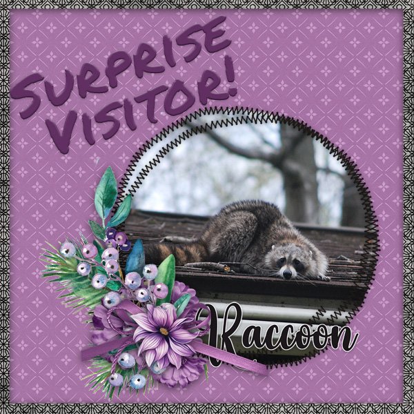 Surprise-Visitor