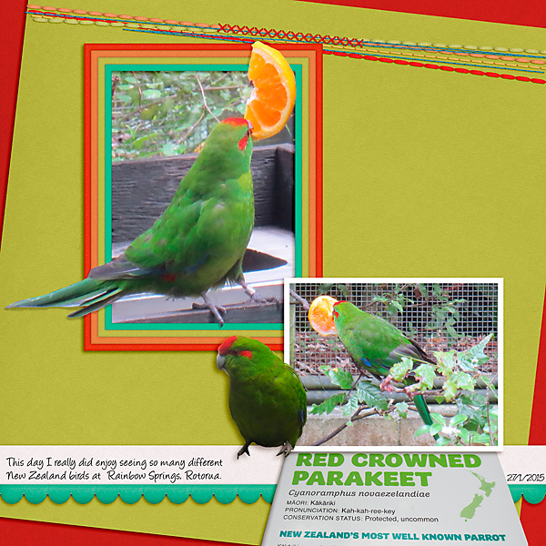 Survivor 2 - Knife Skills - Red Crowned Parakeet