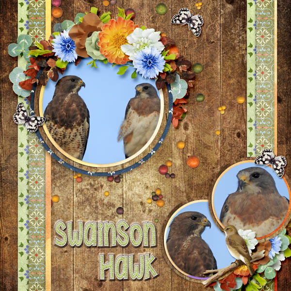 Swainson_Hawk_small
