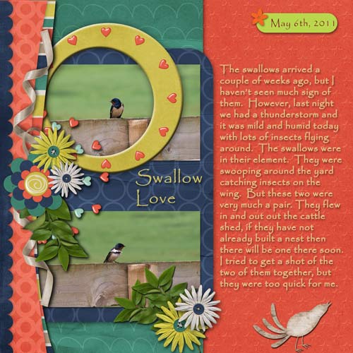 Swallow Love