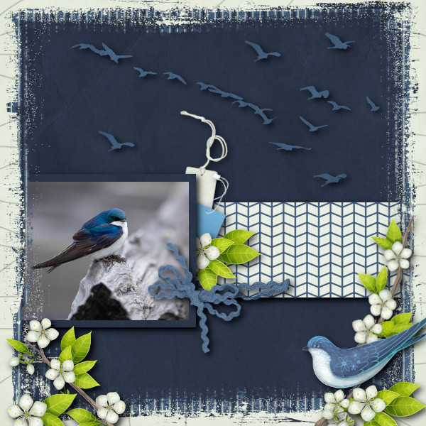 Swallows