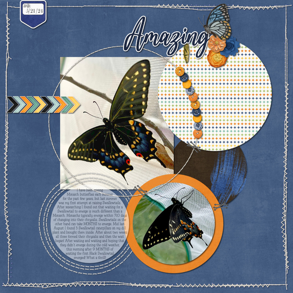Swallowtail Butterfly 5-21-24