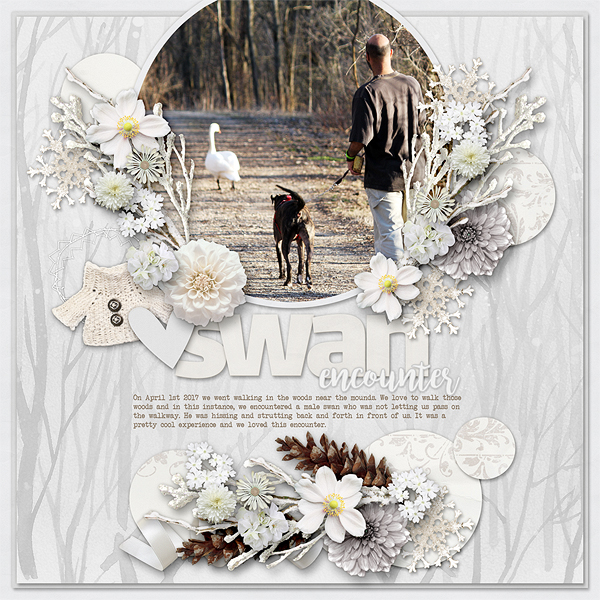Swan Encounter