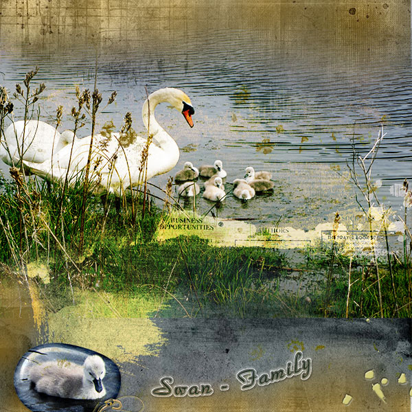 Swan Family