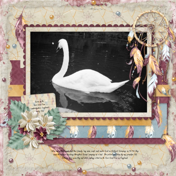 Swan on the River Great Ouse