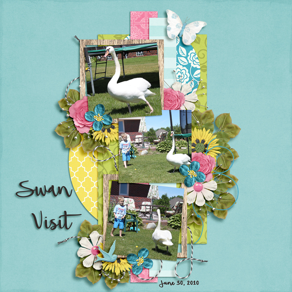 Swan Visit
