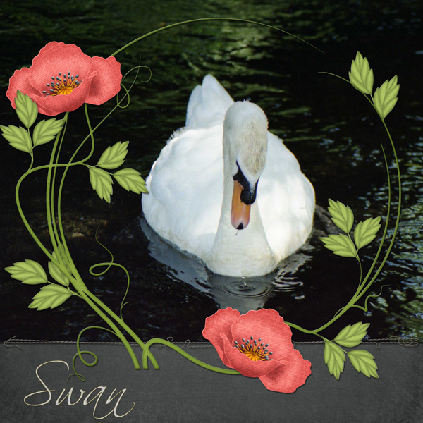 Swan