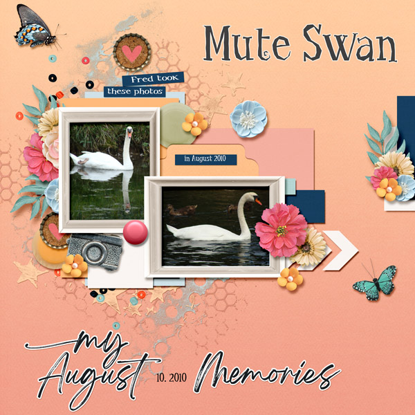 swan_mute_swan_small