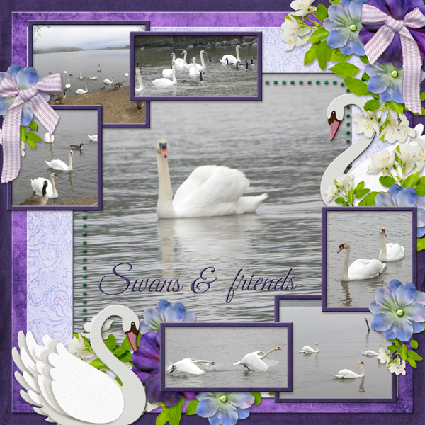 Swans + friends